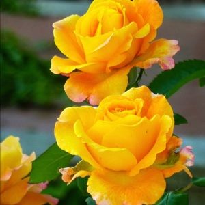 Meet your Posher, Maria